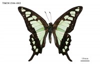 藏品(寬帶青鳳蝶)的圖片